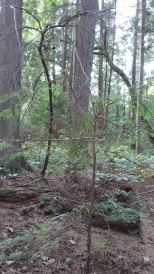dead tree reaching out to young tree