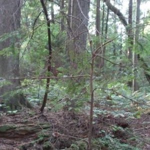 dead tree reaching out to young tree